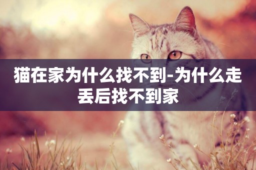 猫在家为什么找不到-为什么走丢后找不到家